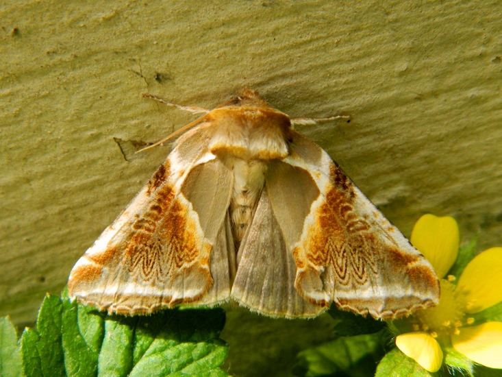 Habrosyne pyritoides - Viadana (MN)